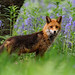 Craig Fox Photo 14