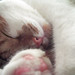Trina White Photo 14