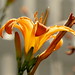 Debbie Flowers Photo 14