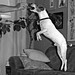 Bert Russell Photo 21