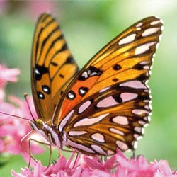 Dina Fernandes Photo 34