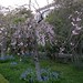 Elizabeth Gamble Photo 26