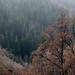 Joy Mills Photo 28