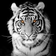 Bobby Tiger Photo 2
