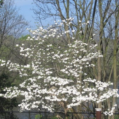 Nancy Needham Photo 11