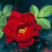 Rosa Alfonso Photo 22