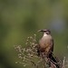Barbara Thrasher Photo 19