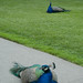 Kathryn Peacock Photo 24