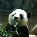 Xi He Photo 26