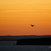Phillip Bell Photo 27