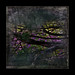 Patricia Branch Photo 15