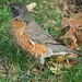Robin York Photo 7