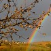 Suzanne Hays Photo 2