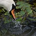 Nancy Swan Photo 22