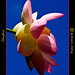 Gene Sommers Photo 3