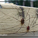 Daryl Long Photo 28