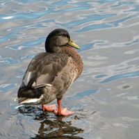 Carolyn Jarvis Photo 19