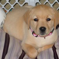 Mollie Simpson Photo 35