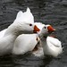 Debbie Pond Photo 13