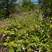 David Plante Photo 36