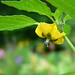Virginia Cherry Photo 27