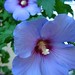 Sharon Blue Photo 11