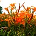 Lillie Hill Photo 33