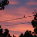 Robin Cooley Photo 19