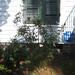 Helen Hill Photo 14