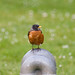 Robin Walton Photo 24