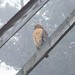 Mary Hawk Photo 23
