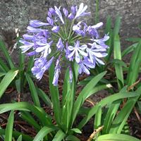 Susan Skinner Photo 38