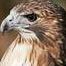 Dennis Robison Photo 25