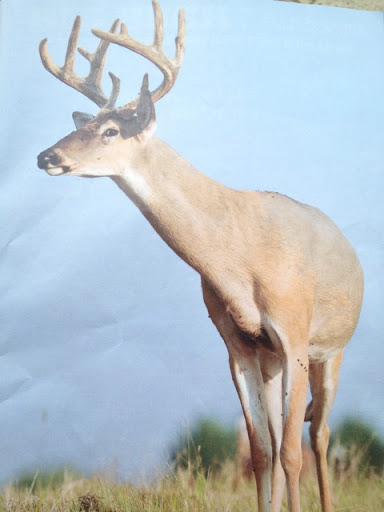 Jerry Voss Photo 40
