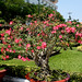 Nhan Ho Photo 15