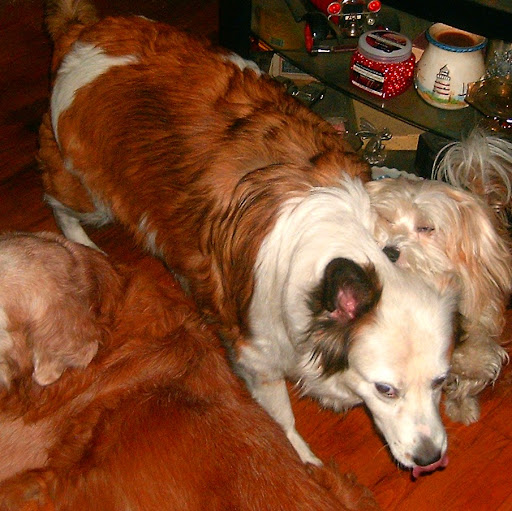Lisa Adkins Photo 8
