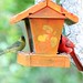 Debra Cardinal Photo 10