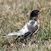 George Robins Photo 28
