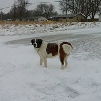 Annette Whipple Photo 5