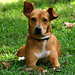 Russell Hopper Photo 19