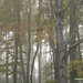 Mark Treen Photo 5