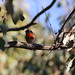 Robbin Rose Photo 19