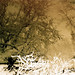 Joy Root Photo 4