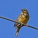 Duane Meadows Photo 9