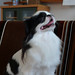 Chin Chang Photo 35