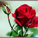 Rose Dean Photo 20