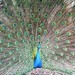 Jason Peacock Photo 27