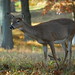 Connie Doe Photo 10