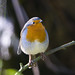 Robin Carr Photo 47