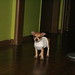 Henry Socks Photo 1